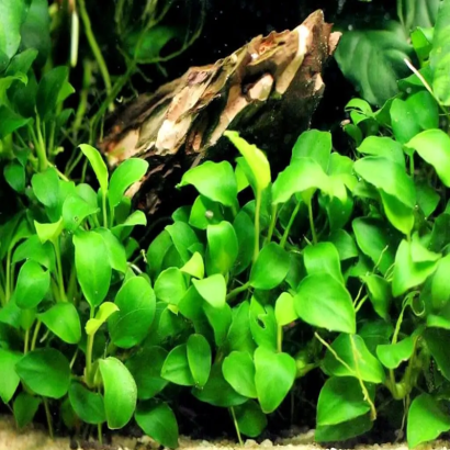 ANUBIAS NANA