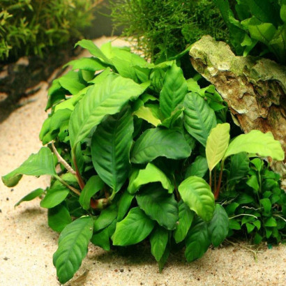 ANUBIAS NANA COFFEEFOLIA