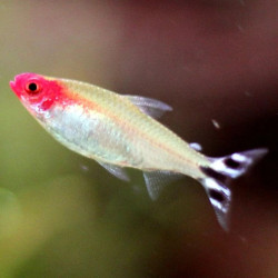 HEMIGRAMMUS RHODOSTOMUS / NEZ ROUGE