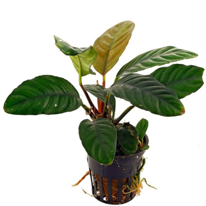 ANUBIAS NANA COFFEEFOLIA