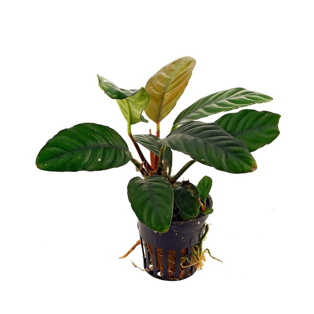ANUBIAS NANA COFFEEFOLIA ANUBIAS NANA COFFEEFOLIA