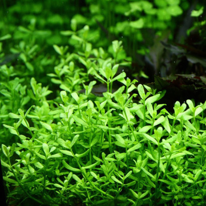 BACOPA MONNIERI