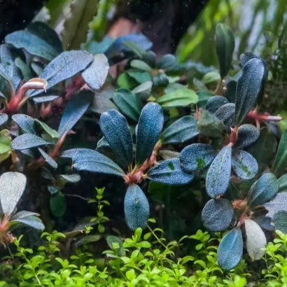 BUCEPHALANDRA BLUE GREEN