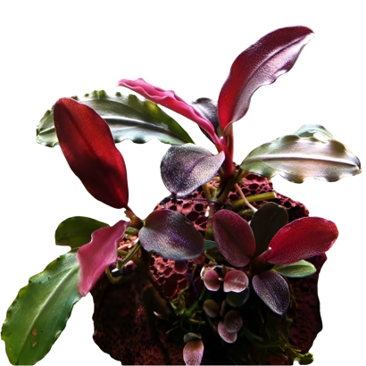 BUCEPHALANDRA MINI RED