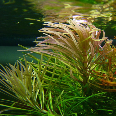 POGOSTEMON STELLATA OCTOPUS / ROTALA ETOILE / EUSTERALIS STELLATA