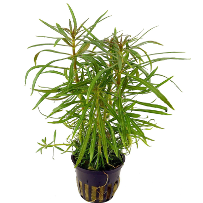 POGOSTEMON STELLATA OCTOPUS / ROTALA ETOILE / EUSTERALIS STELLATA