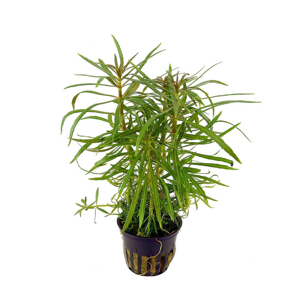 POGOSTEMON STELLATA OCTOPUS / ROTALA ETOILE / EUSTERALIS STELLATA
