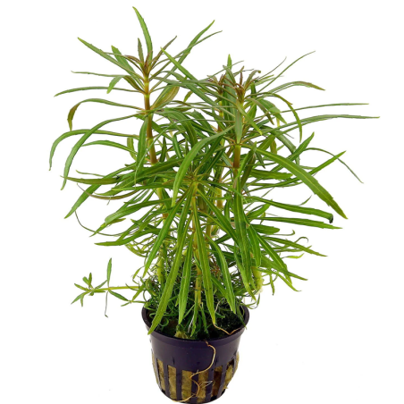 POGOSTEMON STELLATA OCTOPUS / ROTALA ETOILE / EUSTERALIS STELLATA