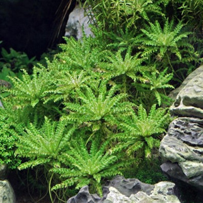 POGOSTEMON HELFERI / ETOILE DE HELFER