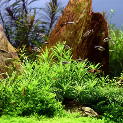 POGOSTEMON HELFERI / ETOILE DE HELFER