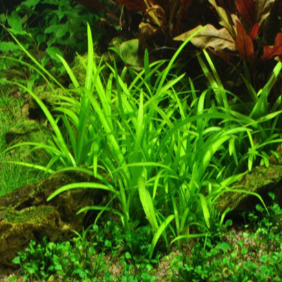SAGITTARIA SUBULATA
