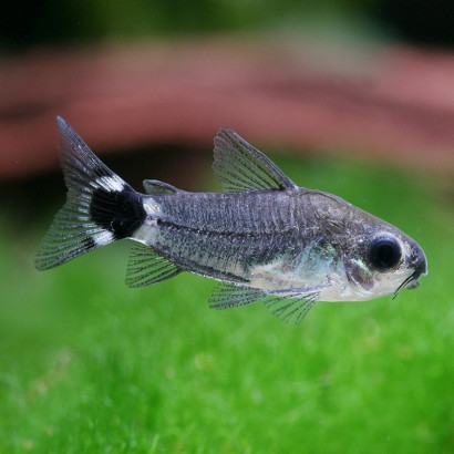 CORYDORAS HASTATUS / GASTRODERMUS HASTATUS / CORYDORAS NAIN