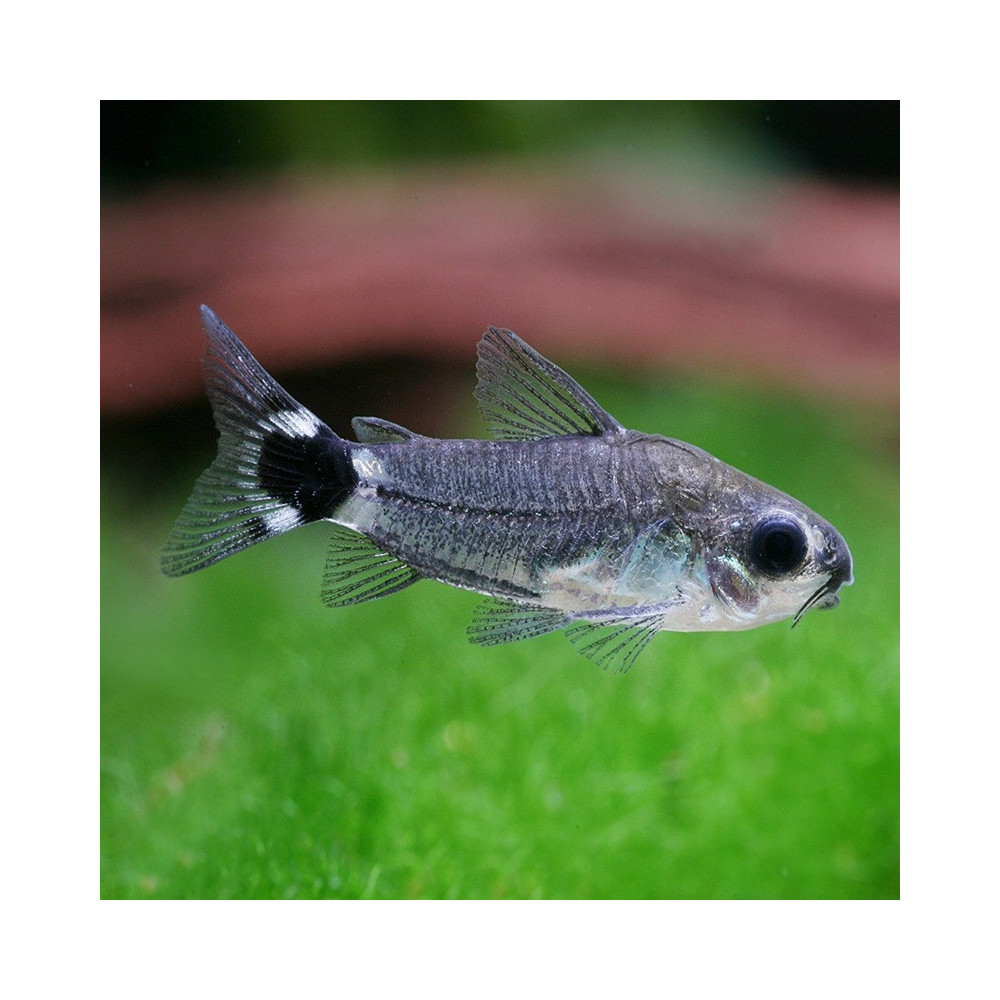 CORYDORAS HASTATUS / GASTRODERMUS HASTATUS / CORYDORAS NAIN CORYDORAS HASTATUS / GASTRODERMUS HASTATUS / CORYDORAS NAIN