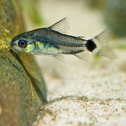 CORYDORAS HASTATUS / GASTRODERMUS HASTATUS / CORYDORAS NAIN