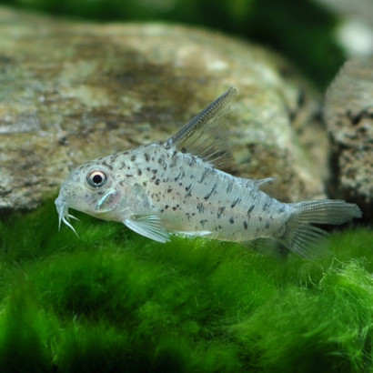 CORYDORAS LORETOENSIS / HOPLISOMA LORETOENSE