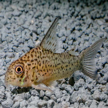 CORYDORAS LORETOENSIS / HOPLISOMA LORETOENSE