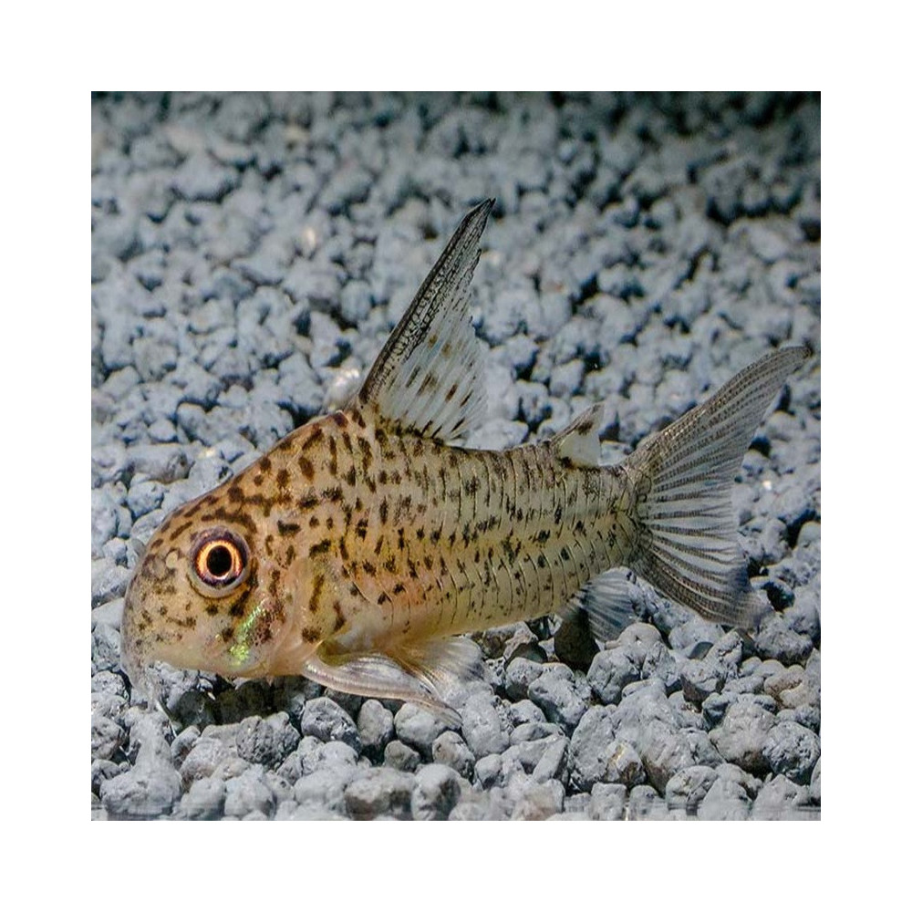 CORYDORAS LORETOENSIS / HOPLISOMA LORETOENSE CORYDORAS LORETOENSIS / HOPLISOMA LORETOENSE