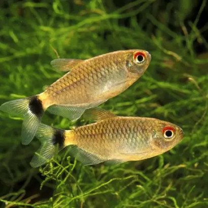TETRA YEUX ROUGES / MOENKHOSIA SANCTAEFILOMENAE