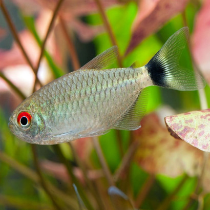 TETRA YEUX ROUGES / MOENKHOSIA SANCTAEFILOMENAE
