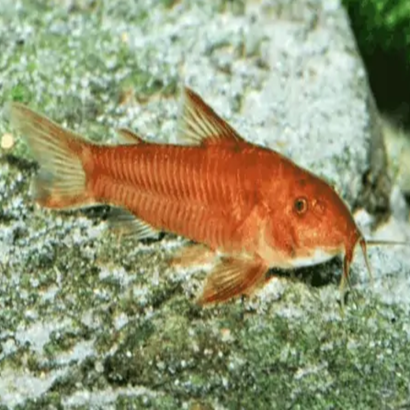 ASPIDORAS C125 RED