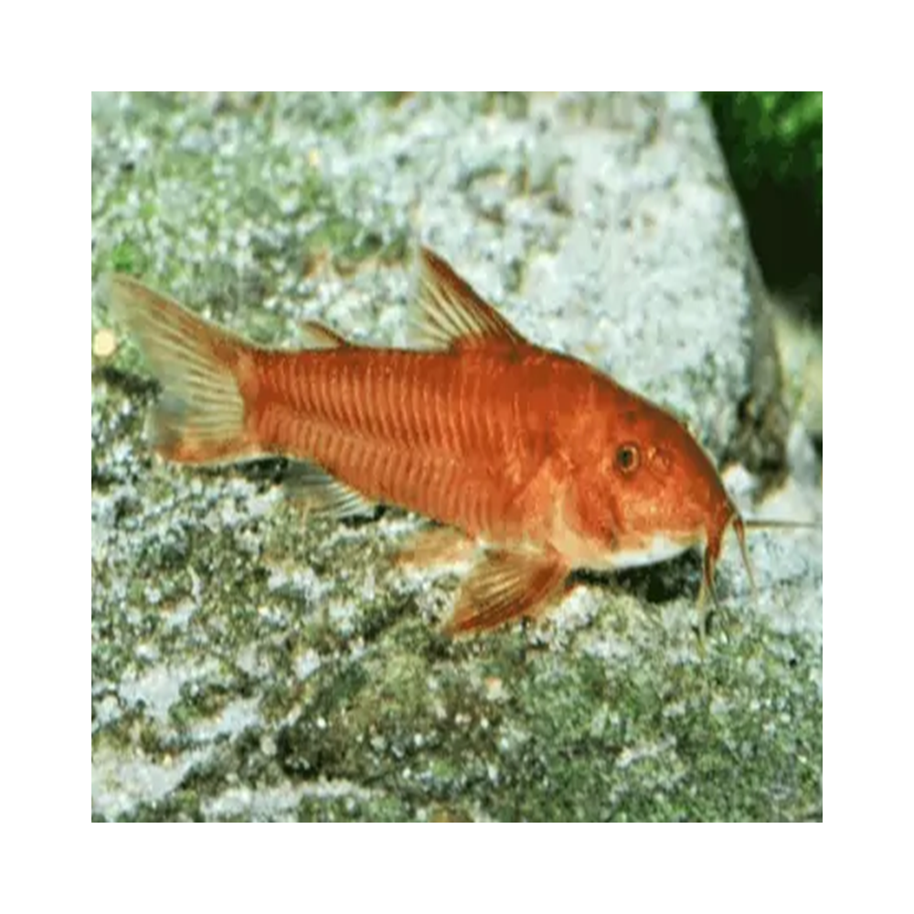 ASPIDORAS C125 RED ASPIDORAS C125 RED