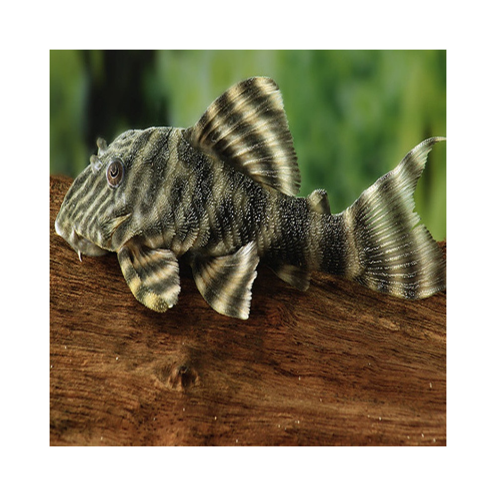 L002 / L074 PANAQOLUS TIGER / PECKOLTIA TIGRE