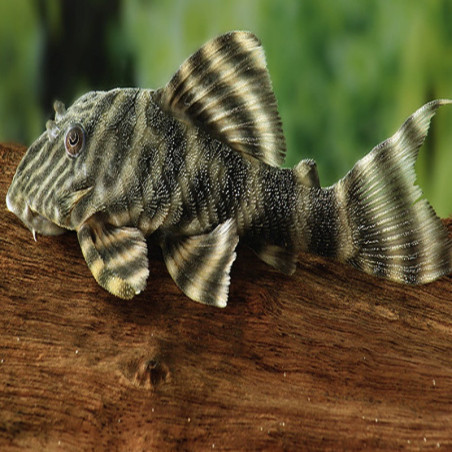 L002 / L074 PANAQOLUS TIGER / PECKOLTIA TIGRE