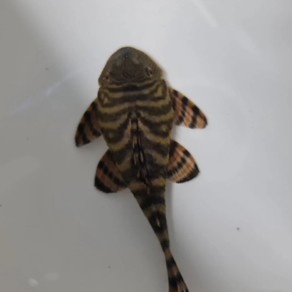 L002 / L074 PANAQOLUS TIGER / PECKOLTIA TIGRE