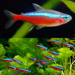 PARACHEIRODON AXELRODI / CARDINALIS / NEON ROUGE / TETRA CARDINAL