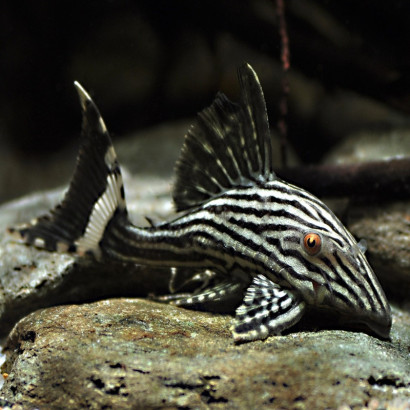 L190 PANAQOLUS NIGROLINEATUS / PLECO ROYAL