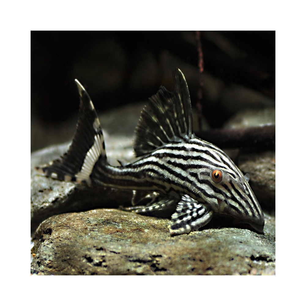L190 PANAQOLUS NIGROLINEATUS / PLECO ROYAL