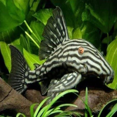 L190 PANAQOLUS NIGROLINEATUS / PLECO ROYAL