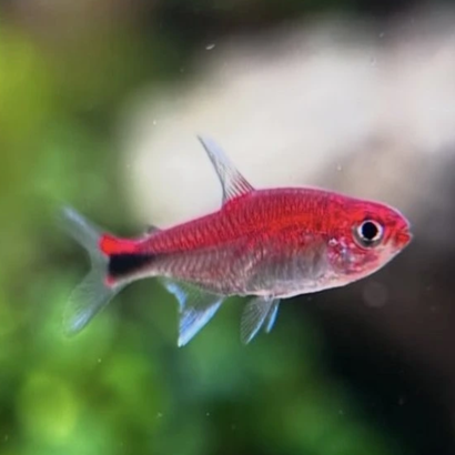 AXELRODIA RIESEI / TETRA SEMOULE RUBIS