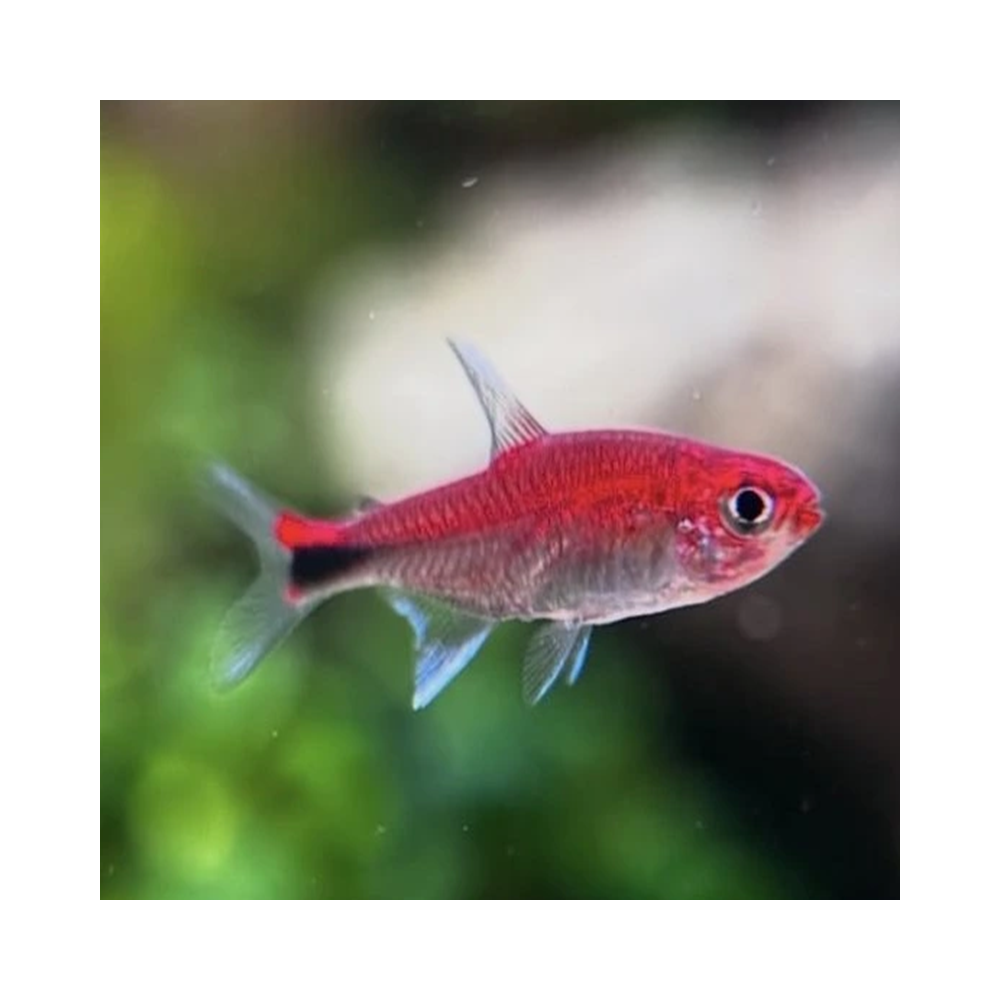 AXELRODIA RIESEI / TETRA SEMOULE RUBIS