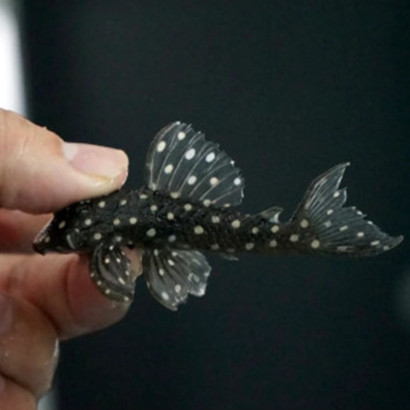 L201 HYPANCISTRUS / ORINOCO ANGEL PLECO