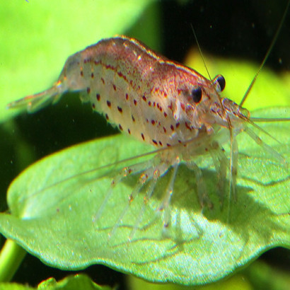 CARIDINA JAPONICA GOLD / RED OU ORANGE