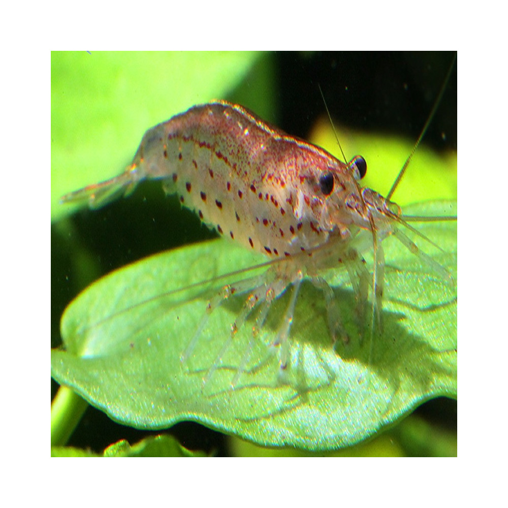 CARIDINA JAPONICA GOLD / RED OU ORANGE