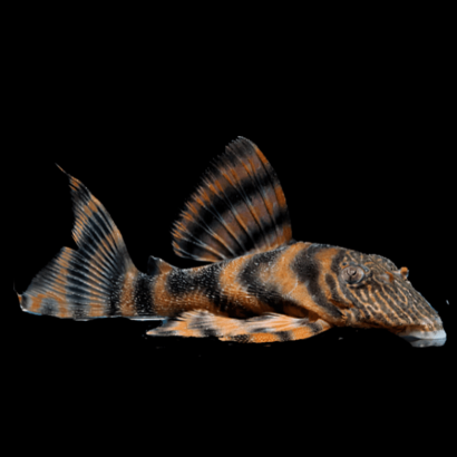 L397 PANAQOLUS / ALENQUER TIGER PLECO