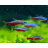 PARACHEIRODON AXELRODI / TETRA NEON CARDINAL 3-4 cms