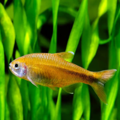 HASEMANIA NANA / TETRA CUIVRE