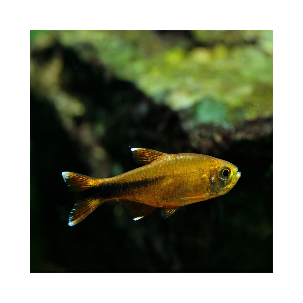 HASEMANIA NANA / TETRA CUIVRE