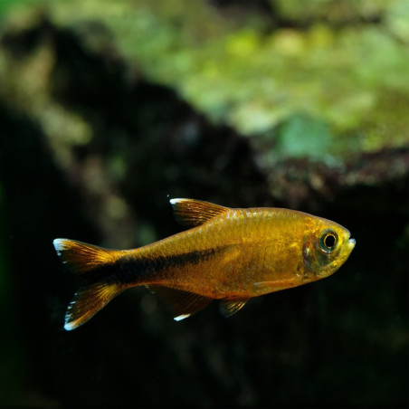 HASEMANIA NANA / TETRA CUIVRE