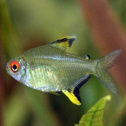 HYPHESSOBRYCON PULCHRIPINNIS / TETRA CITRON