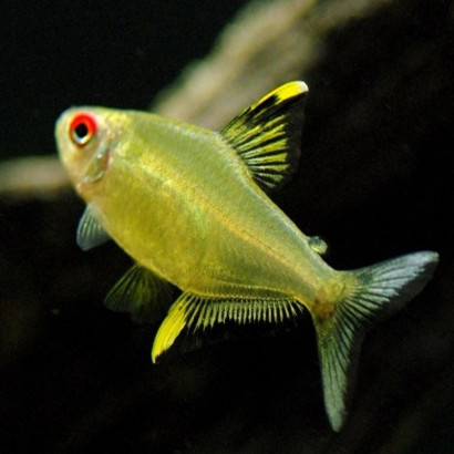 HYPHESSOBRYCON PULCHRIPINNIS / TETRA CITRON