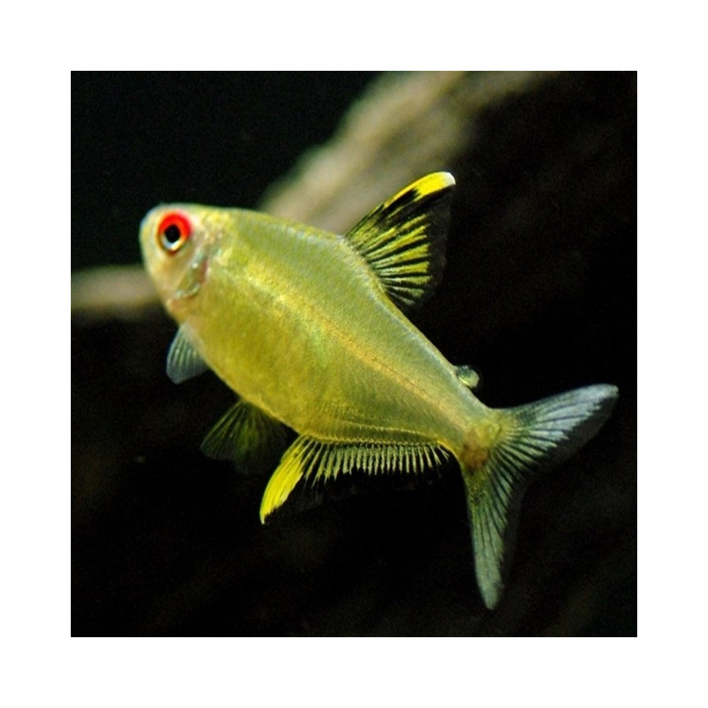 HYPHESSOBRYCON PULCHRIPINNIS / TETRA CITRON