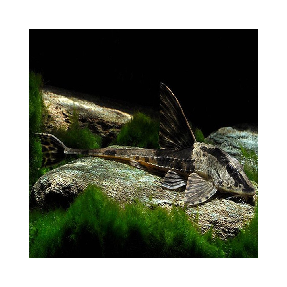 LORICARIA RIO ATABAPO