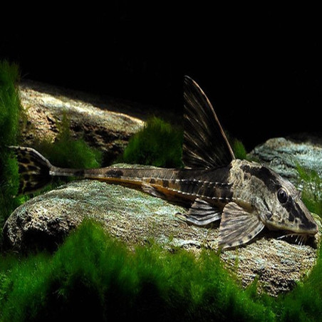 LORICARIA RIO ATABAPO