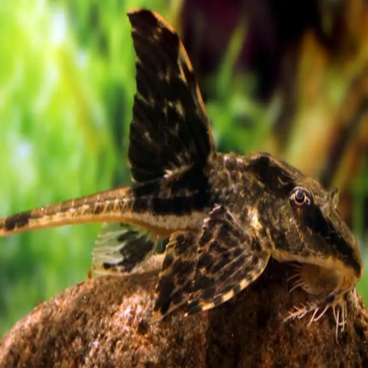 LORICARIA RIO ATABAPO