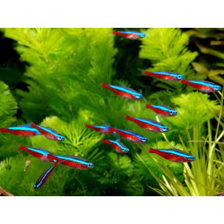PARACHEIRODON AXELRODI / CARDINALIS / NEON ROUGE / TETRA CARDINAL