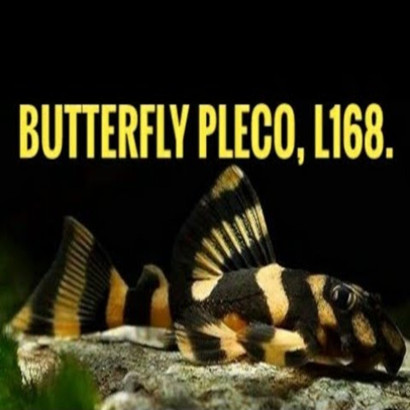 L168 ZONANCISTRUS BRACHYRUS / BUTTERFLY PLECO / DEKEYSERIA BRACHYURA